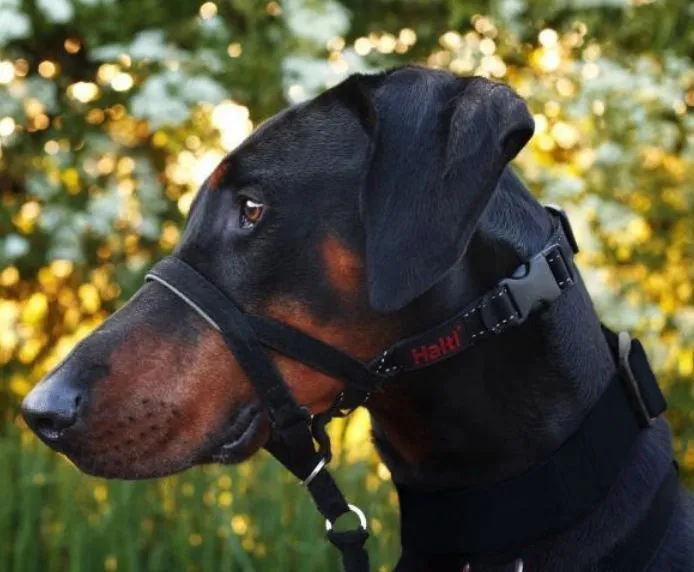 Halti Headcollar