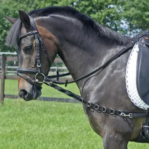 Web Side Reins with Elastic
